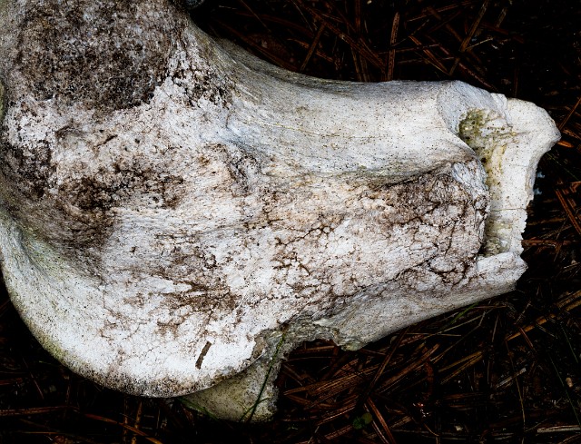 Bone 18-9408.jpg